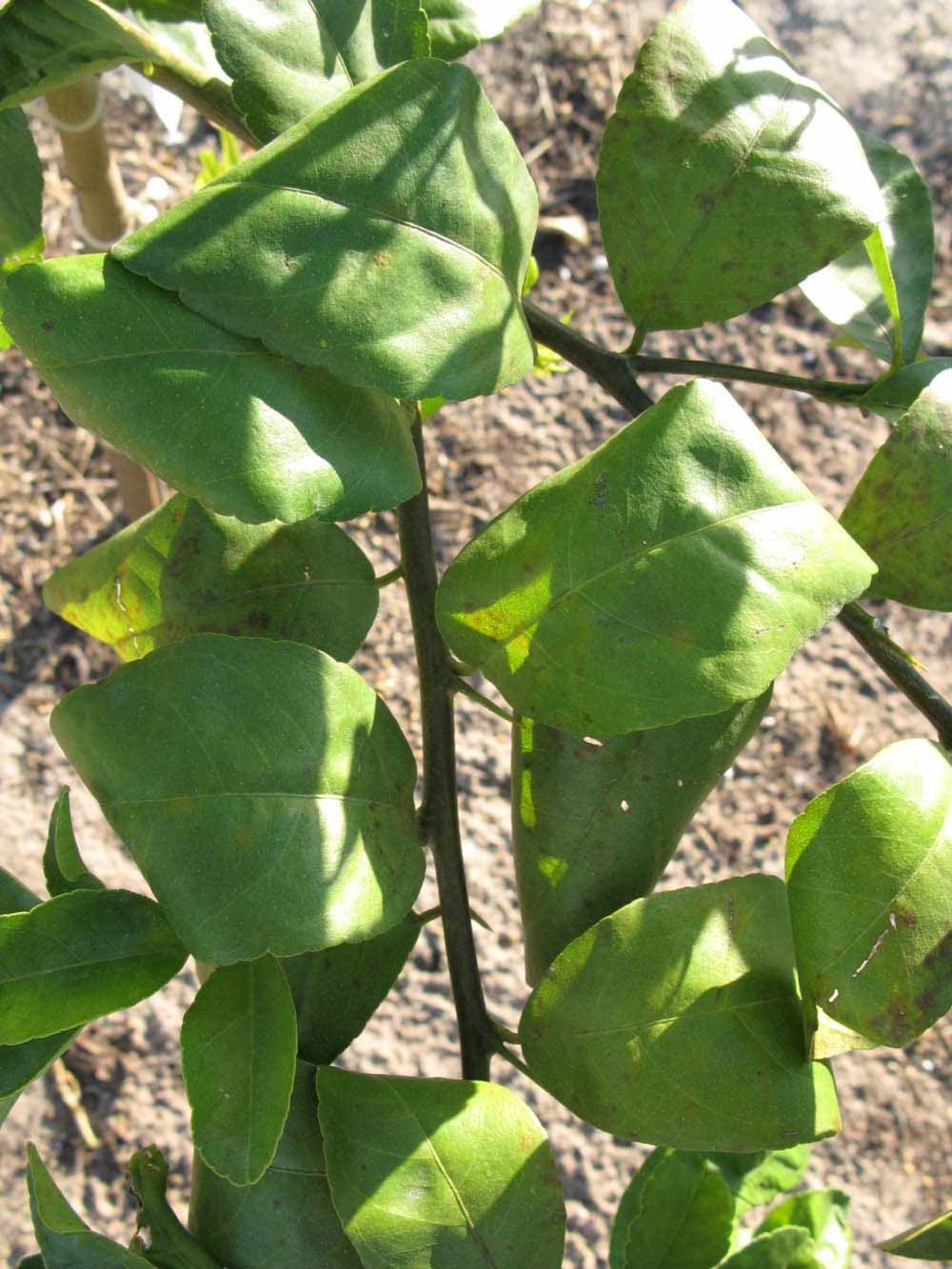            Sun leaves (Estes, Winter Haven, FL)   